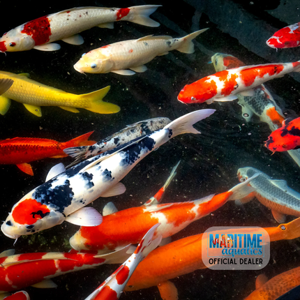 Koi Butterfly 2-3" (Cyprinus carpio)