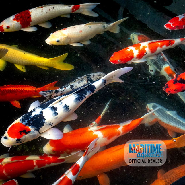 Koi Butterfly 2-3" (Cyprinus carpio)