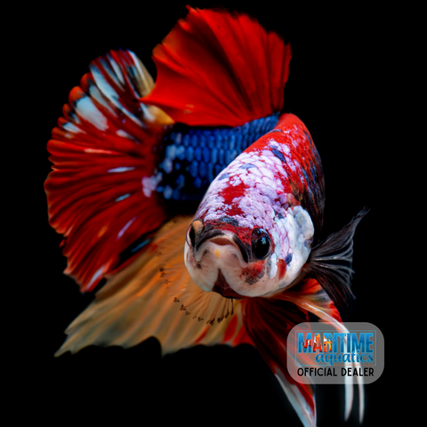 Betta HMPK Koi (Betta imbellis)