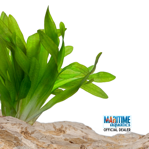 Freshwater Plants