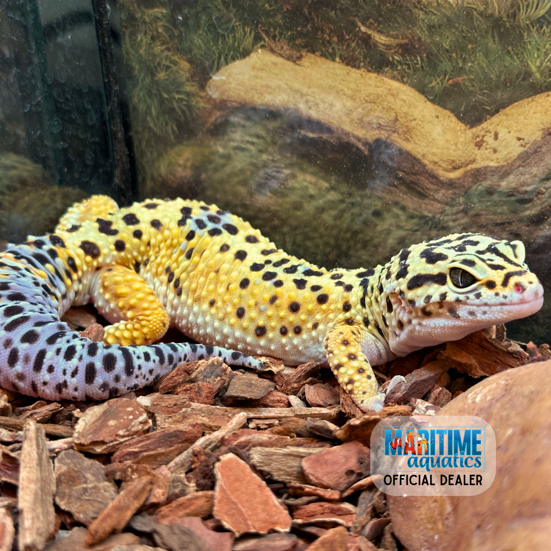 Gecko Leopard (Eublepharis macularis)