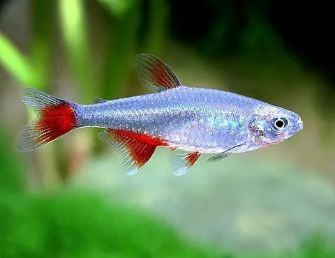 Tetra Glass Bloodfin (Aphyocharax filigera)