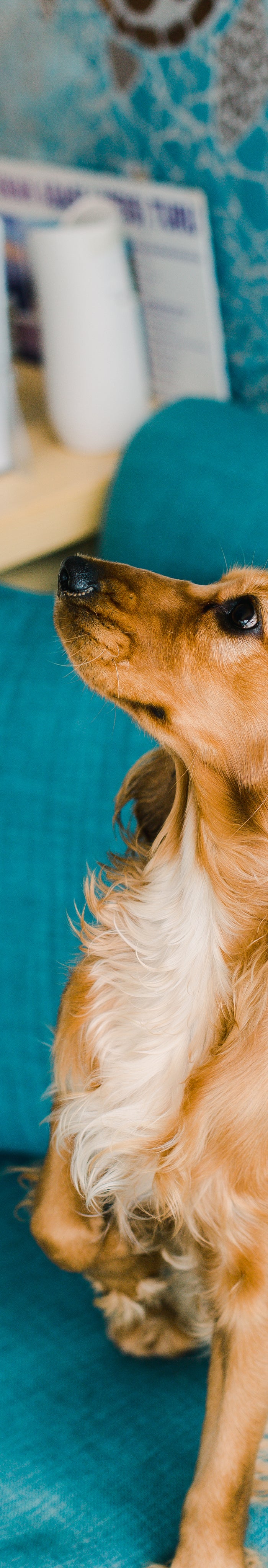 <h1><span style="text-decoration:underline">*Coming Soon* Everything for </span><span style="text-decoration:underline">Sales & Astro Offers</span></h1><h5>Promotions & Sales for Modern Pet Owners</h5>