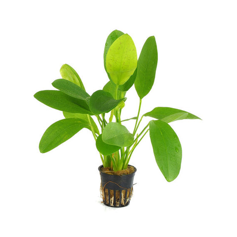 Echinodorus 'Spotted Harbich' (Pot)