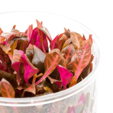 Tissue Culture | Alternanthera reineckii 'rosernavig'