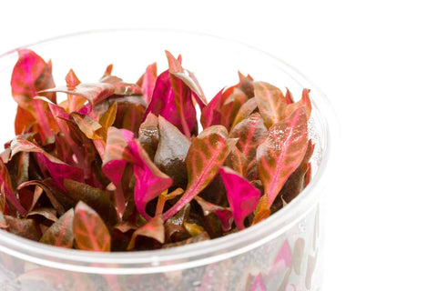 Tissue Culture | Alternanthera reineckii 'rosernavig'
