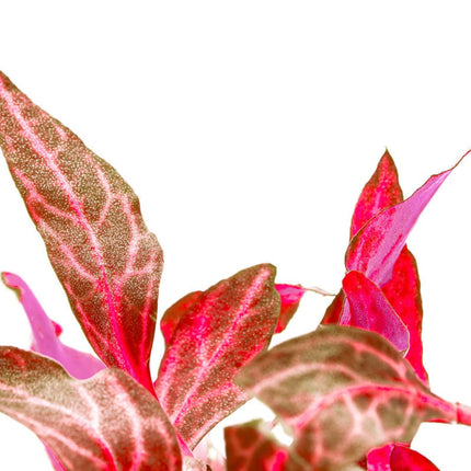 Tissue Culture | Alternanthera reineckii 'rosernavig'