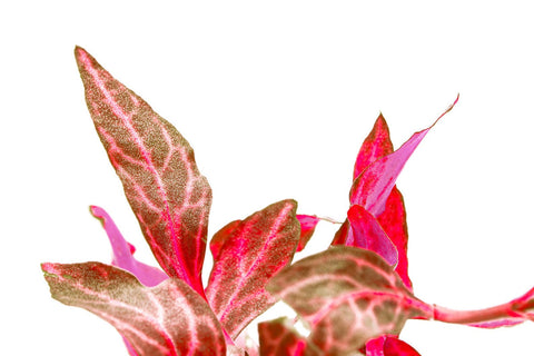Tissue Culture | Alternanthera reineckii 'rosernavig'
