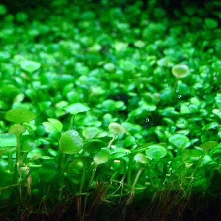 Marsilea crenata (Terracotta Pot)