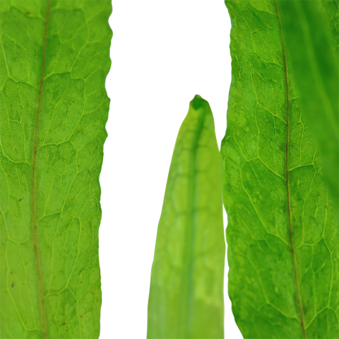 Microsorum pteropus 'Narrow Leaf' (Pot)