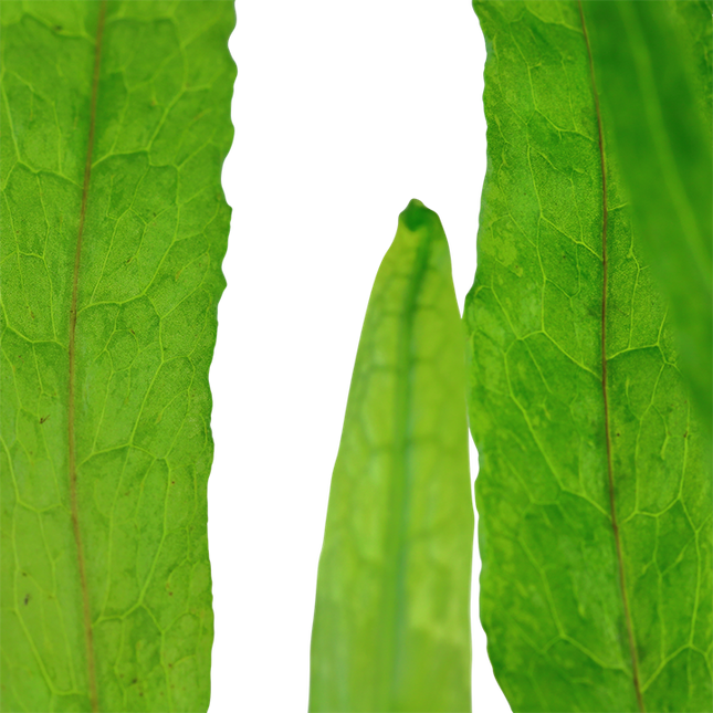 Microsorum pteropus 'Narrow Leaf' (Pot)