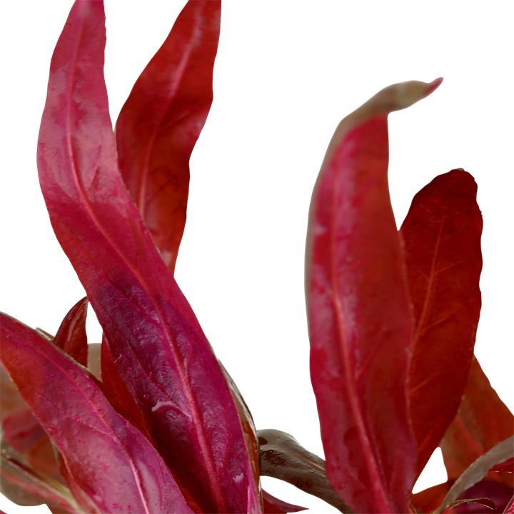 Tropica Potted - Alternanthera reineckii 'Pink'