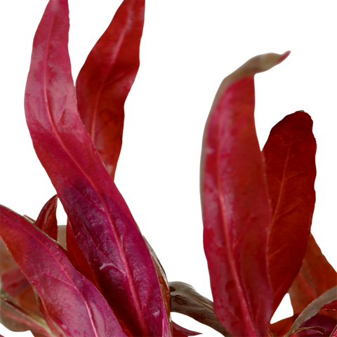 Tropica Potted - Alternanthera reineckii 'Pink'