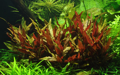 Tropica Potted - Alternanthera reineckii 'Pink'