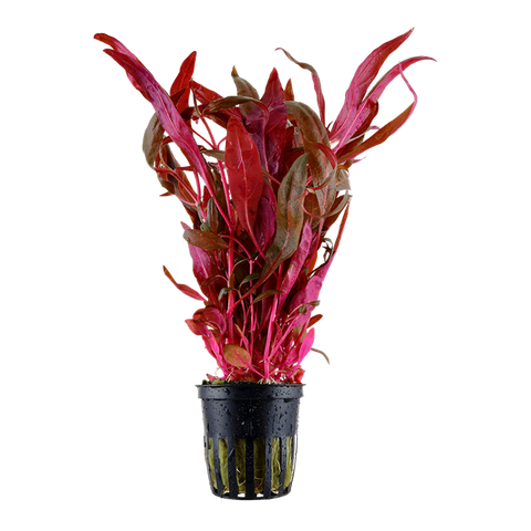 Tropica Potted - Alternanthera reineckii 'Pink'