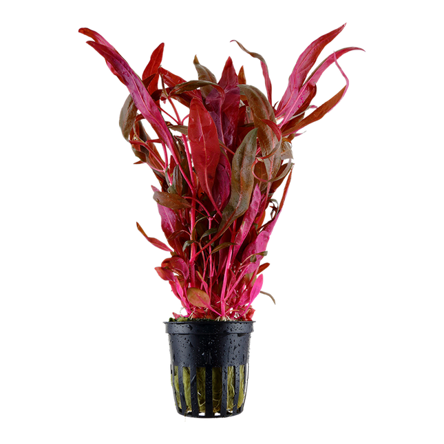 Tropica Potted - Alternanthera reineckii 'Pink'