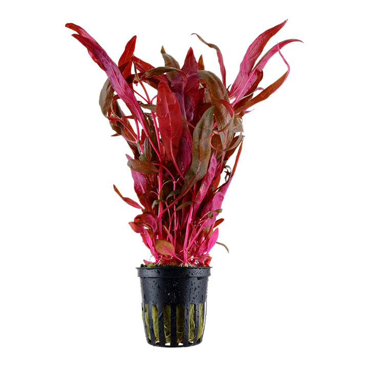 Tropica Potted - Alternanthera reineckii 'Pink'