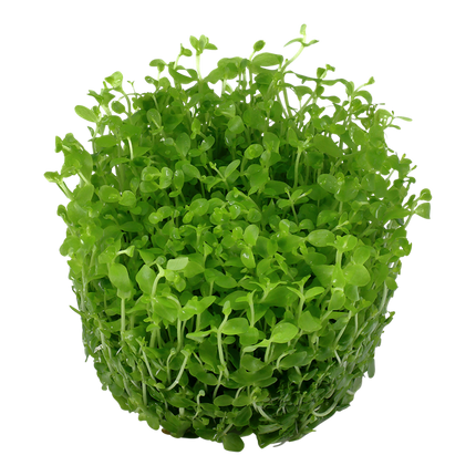 Tropica 1•2•Grow! - Micranthemum tweediei 'Monte Carlo'