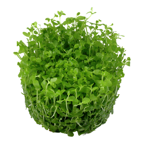 Tropica 1•2•Grow! - Micranthemum tweediei 'Monte Carlo'