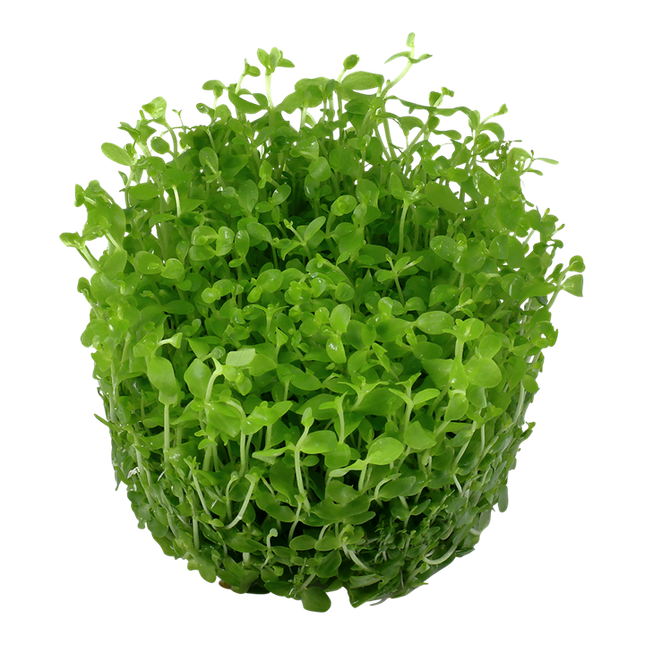 Tropica 1•2•Grow! - Micranthemum tweediei 'Monte Carlo'