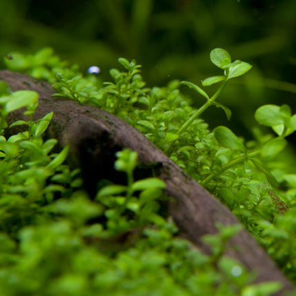 Tropica 1•2•Grow! - Micranthemum tweediei 'Monte Carlo'