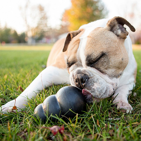 Kong Extreme Medium Dog Toy