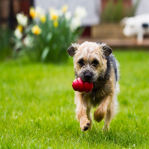 Kong Classic Medium Dog Toy