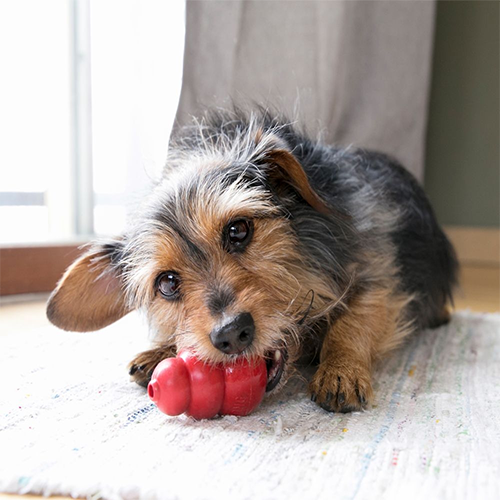 Kong Classic Small Dog Toy