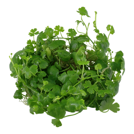 Tropica 1•2•Grow! - Hydrocotyle tripartita