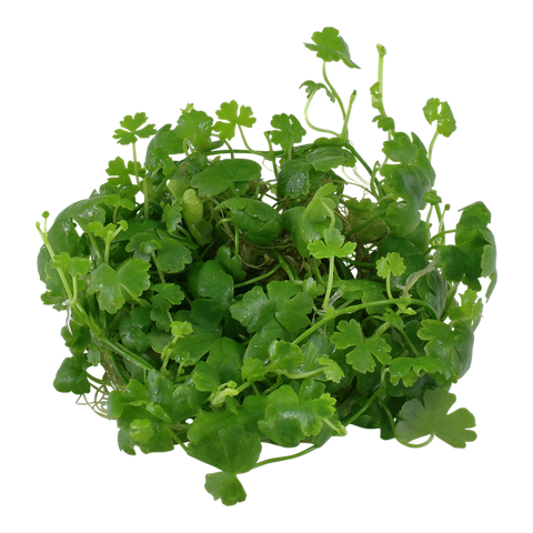 Tropica 1•2•Grow! - Hydrocotyle tripartita