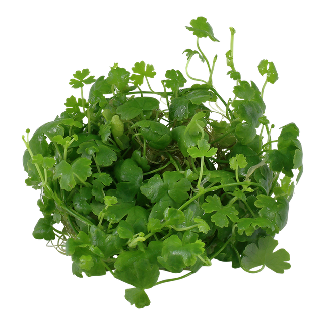 Tropica 1•2•Grow! - Hydrocotyle tripartita