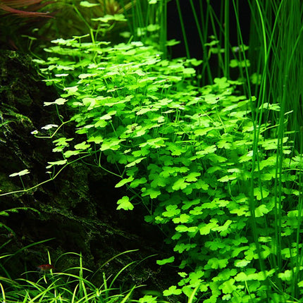 Tropica 1•2•Grow! - Hydrocotyle tripartita