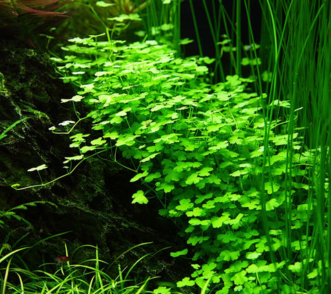 Tropica 1•2•Grow! - Hydrocotyle tripartita