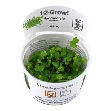 Tropica 1•2•Grow! - Hydrocotyle tripartita