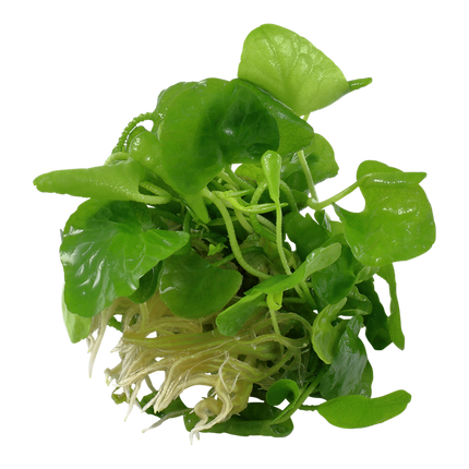 Tropica 1•2•Grow! - Nymphoides hydrophylla 'Taiwan'