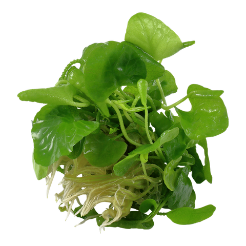 Tropica 1•2•Grow! - Nymphoides hydrophylla 'Taiwan'