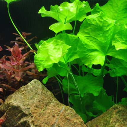 Tropica 1•2•Grow! - Nymphoides hydrophylla 'Taiwan'