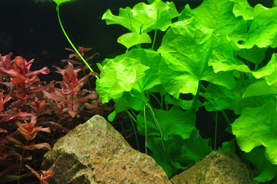 Tropica 1•2•Grow! - Nymphoides hydrophylla 'Taiwan'