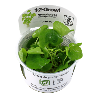 Tropica 1•2•Grow! - Nymphoides hydrophylla 'Taiwan'