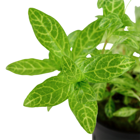 Tropica Potted - Hygrophila polysperma 'Rosanervig'