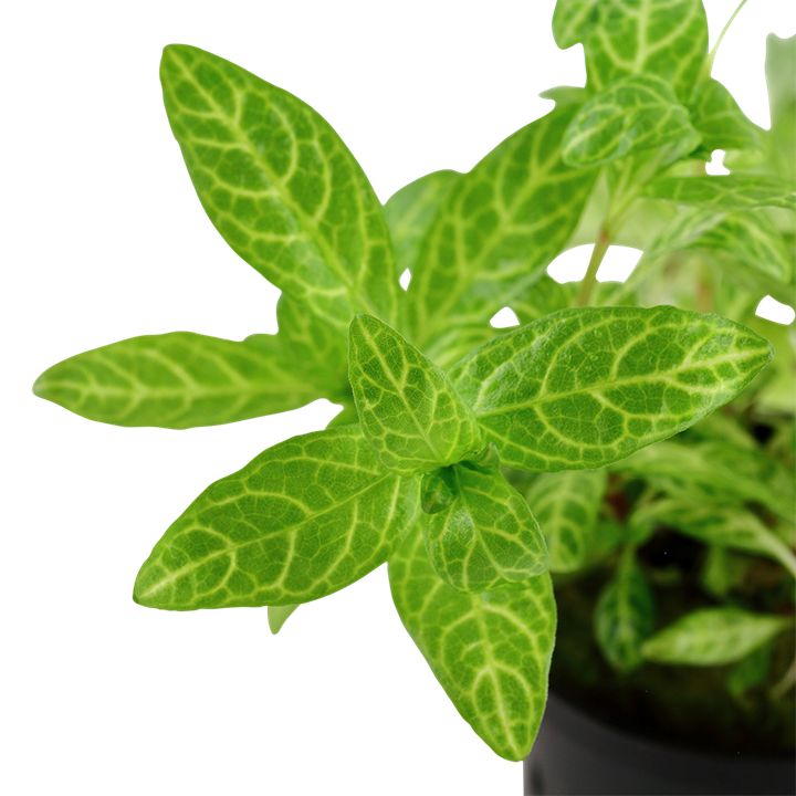 Tropica Potted - Hygrophila polysperma 'Rosanervig'