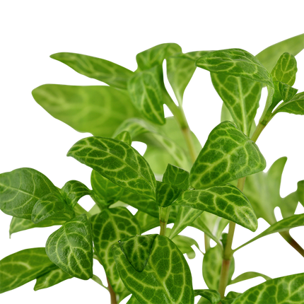 Tropica Potted - Hygrophila polysperma 'Rosanervig'