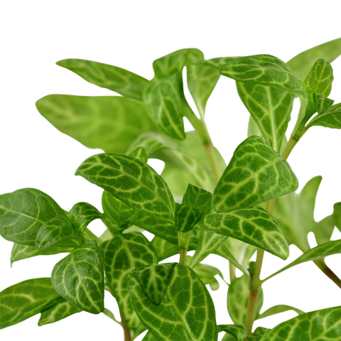 Tropica Potted - Hygrophila polysperma 'Rosanervig'