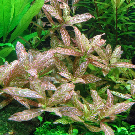 Tropica Potted - Hygrophila polysperma 'Rosanervig'