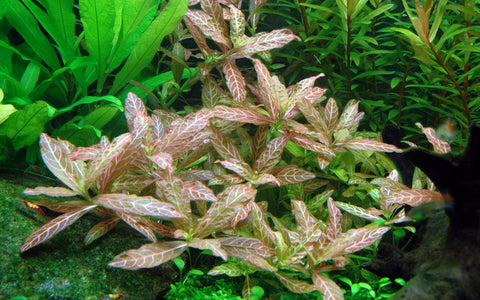 Tropica Potted - Hygrophila polysperma 'Rosanervig'