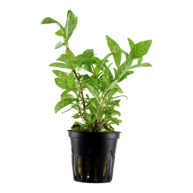 Tropica Potted - Hygrophila polysperma 'Rosanervig'