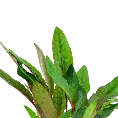 Tropica Potted - Cryptocoryne beckettii 'Petchii'