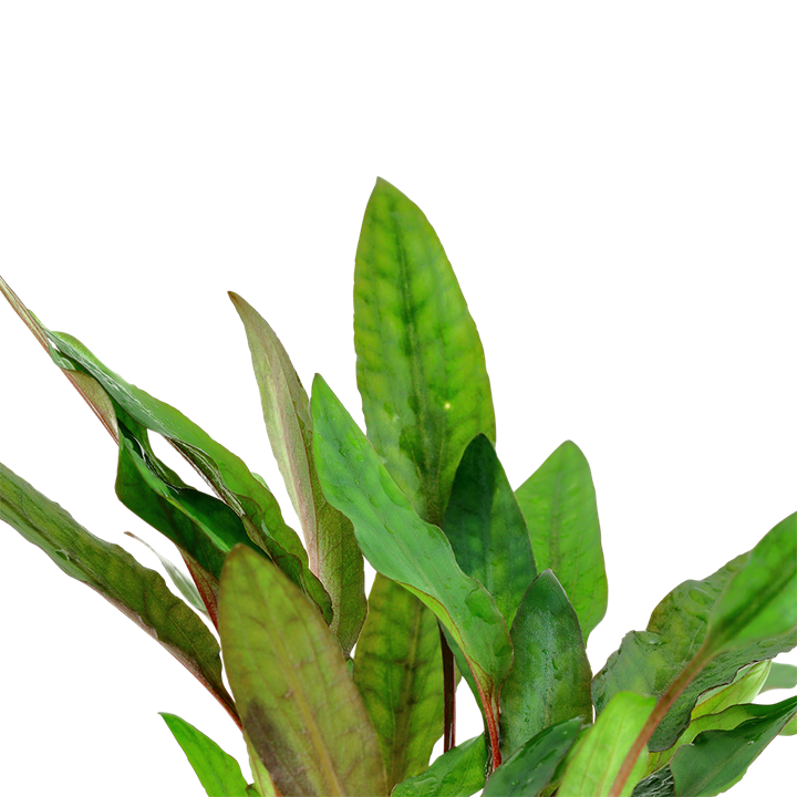 Tropica Potted - Cryptocoryne beckettii 'Petchii'