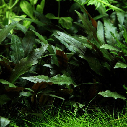 Tropica Potted - Cryptocoryne beckettii 'Petchii'