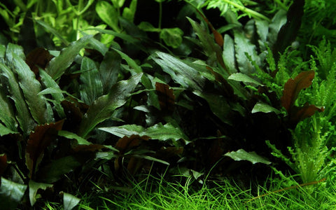 Tropica Potted - Cryptocoryne beckettii 'Petchii'